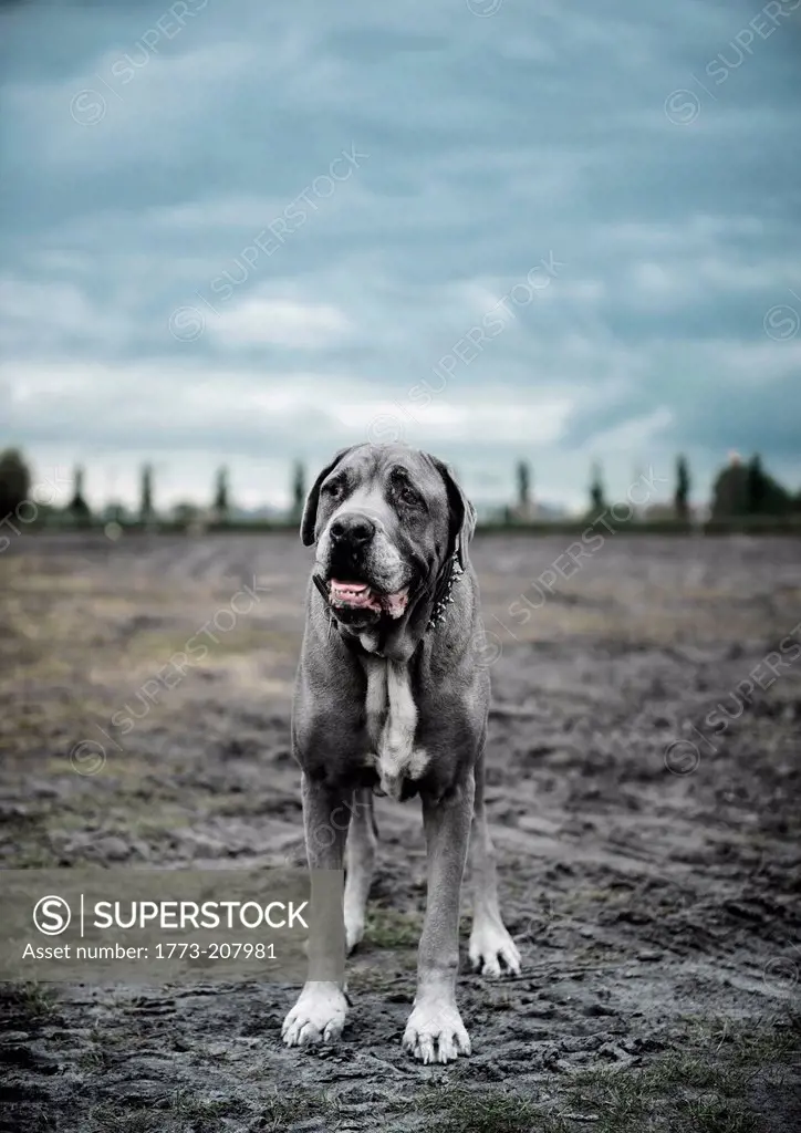 Portrait of large grey dog standing on wasteland
