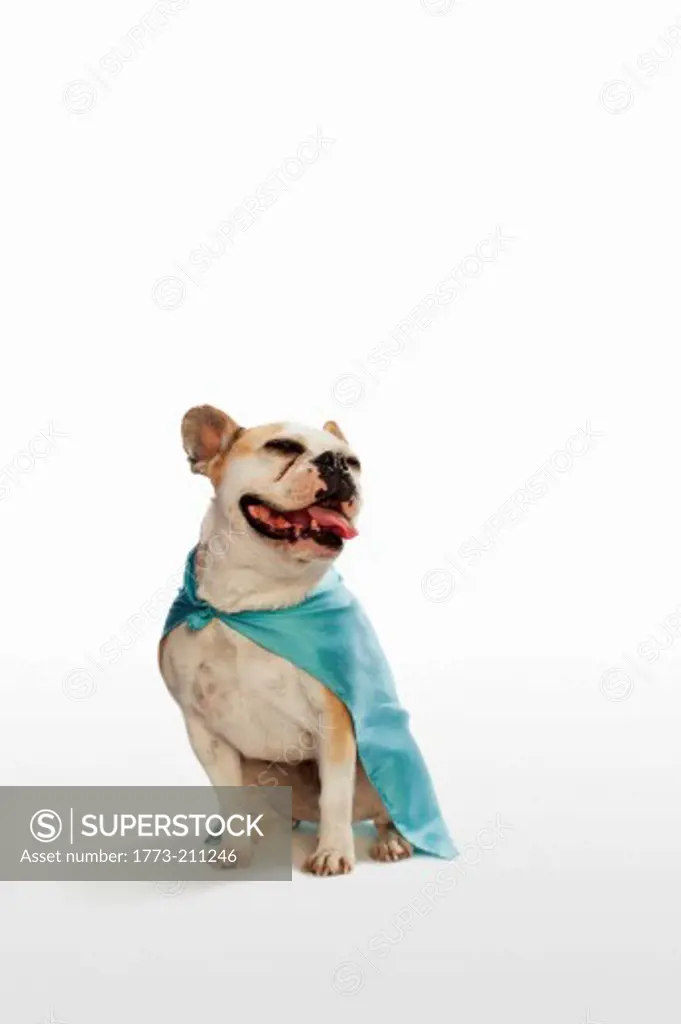 Dog sitting in studio wearing cape against white background