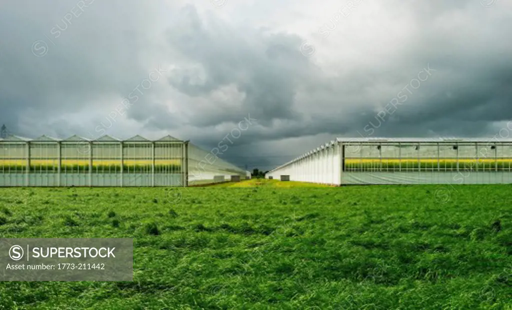 Greenhouses in field under cloudy sky