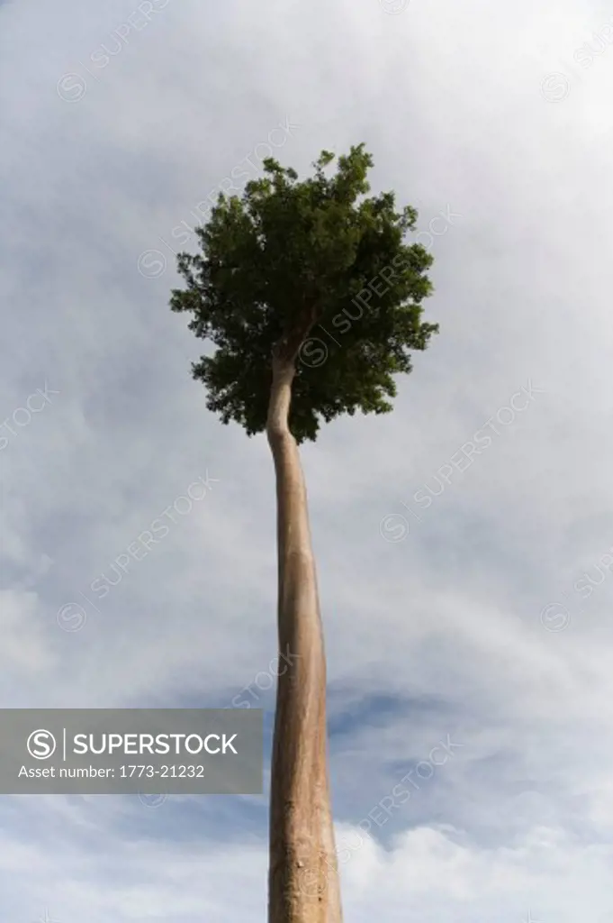 Tall Thin Tree