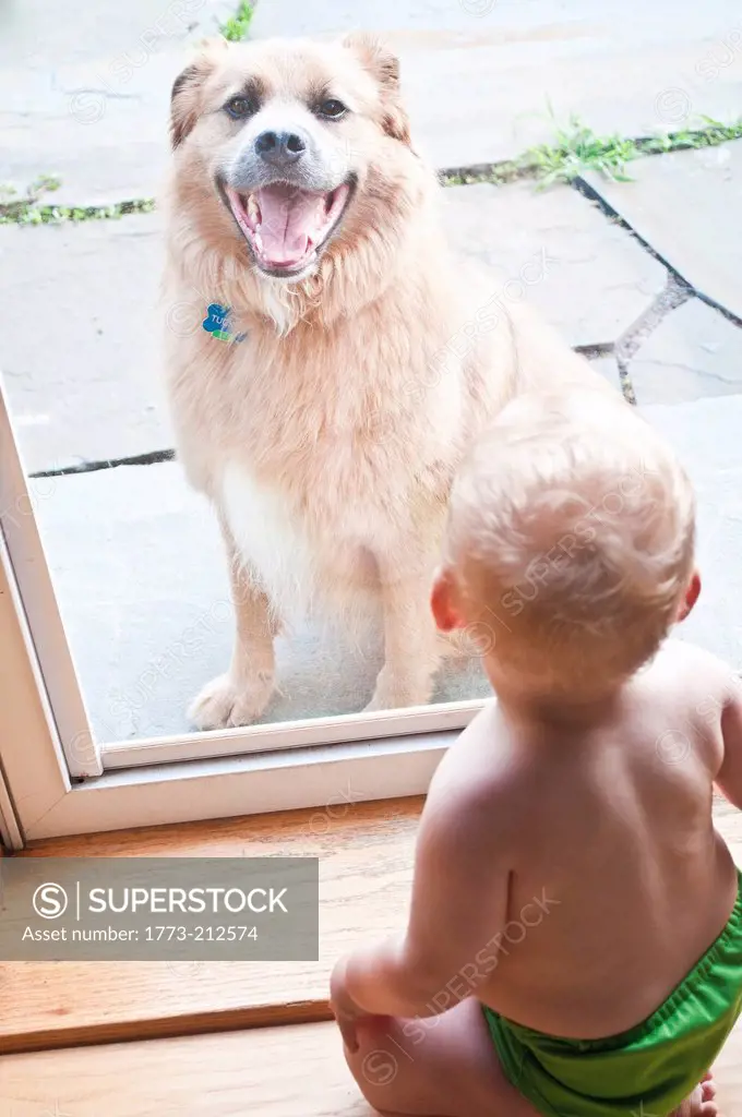 Baby boy looking at pet dog through window