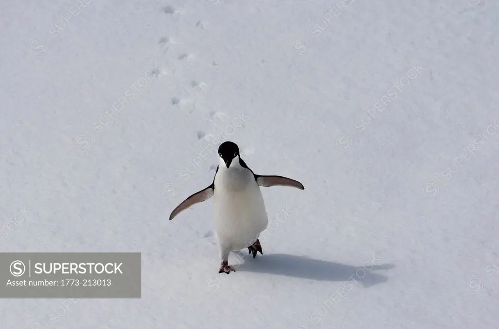 Adelie penguin walking on the ice floe in the southern ocean, 180 miles north of East Antarctica, Antarctica