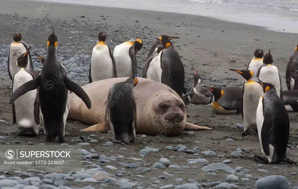 Elephant seal pup with King Penguins, north east side of Macquarie Island, Southern Ocean