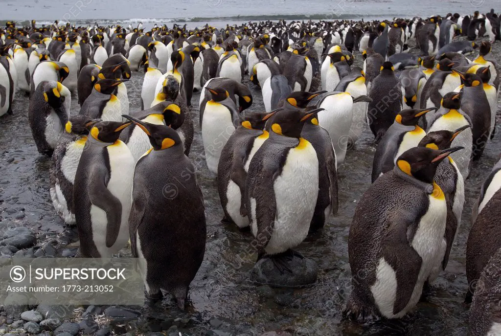 King Penguin colony, at Sandy Bay, along the east coast of Macquarie Island, Southern Ocean