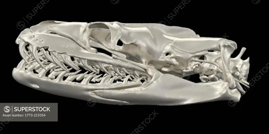 Python skull image from a CT scan