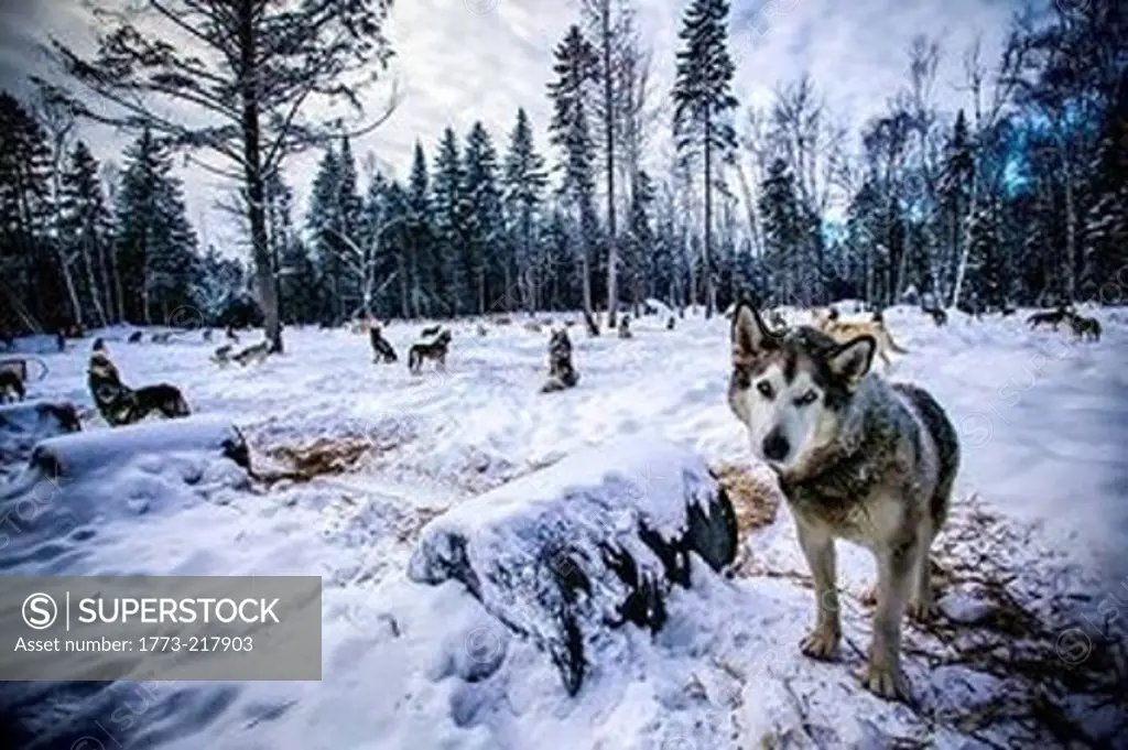 Portrait of wolf in forest clearing, Sacacomie, Quebec, Canada