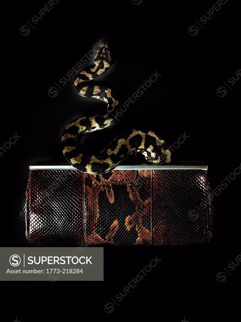 Snake in handbag
