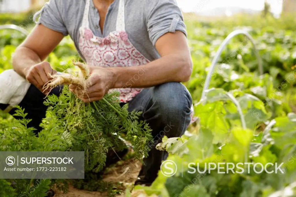 Cropped image of farmer harvesting root vegetables