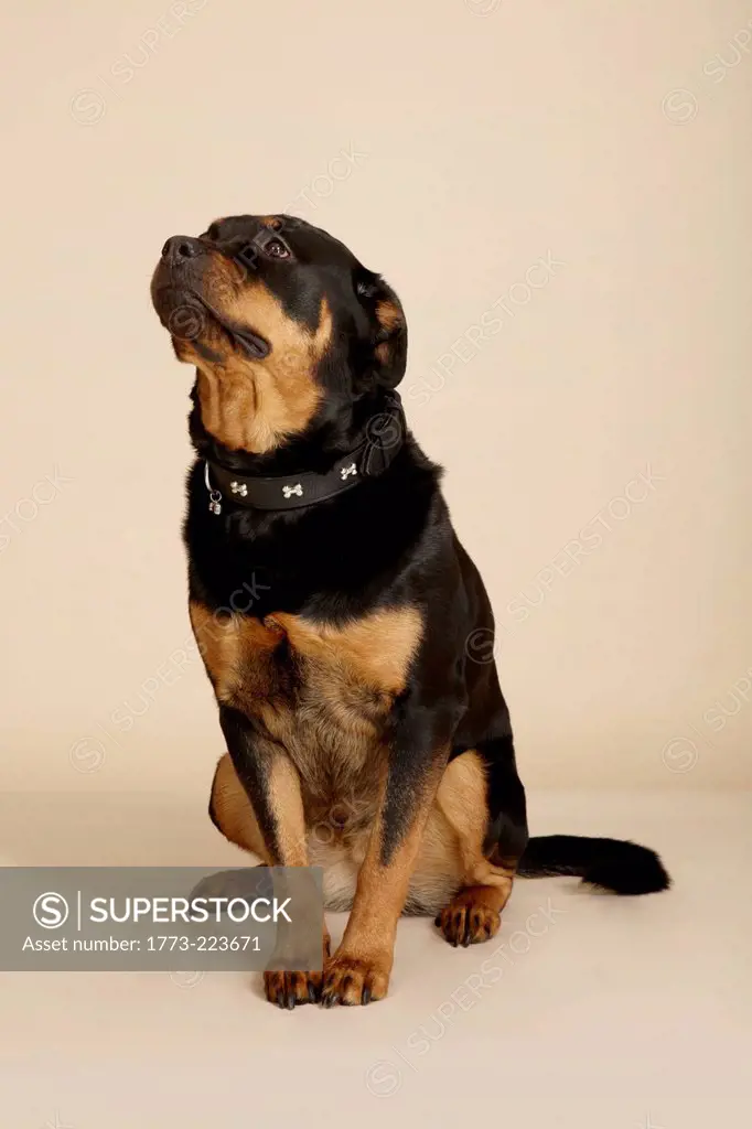 Studio portrait of Rottweiler dog looking up