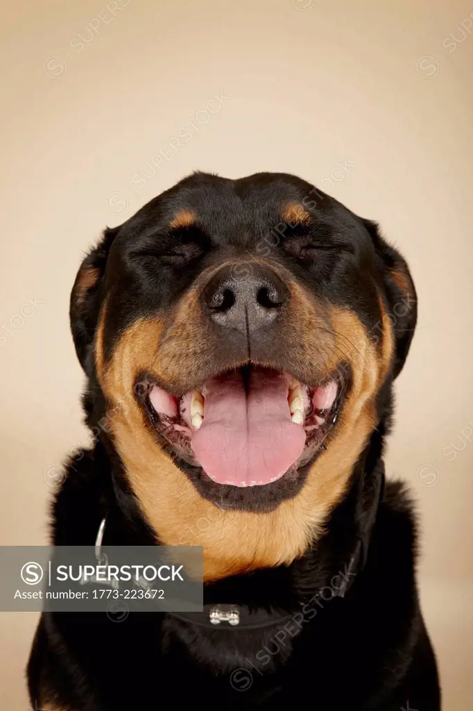 Close up studio portrait of Rottweiler dog with eyes closed