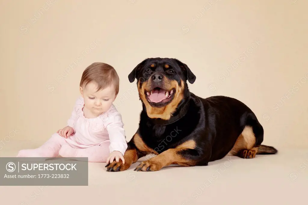 Studio portrait of baby girl touching the paw of Rottweiler