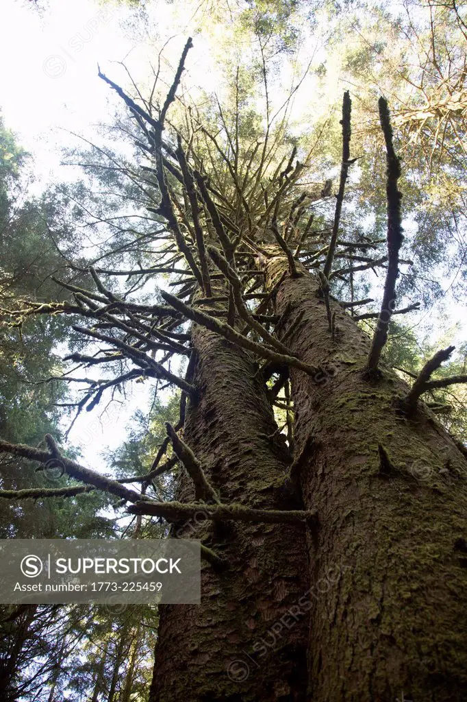 Low angle of tree, Umpqua State Park, Oregon, USA