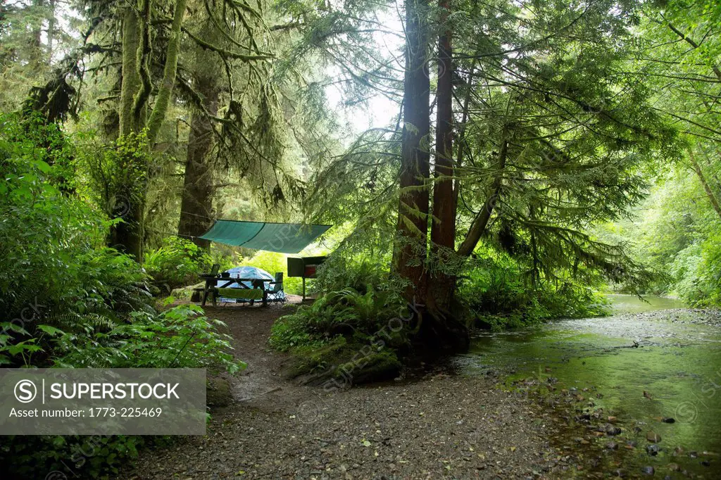Camp, Redwoods National Park, California, USA