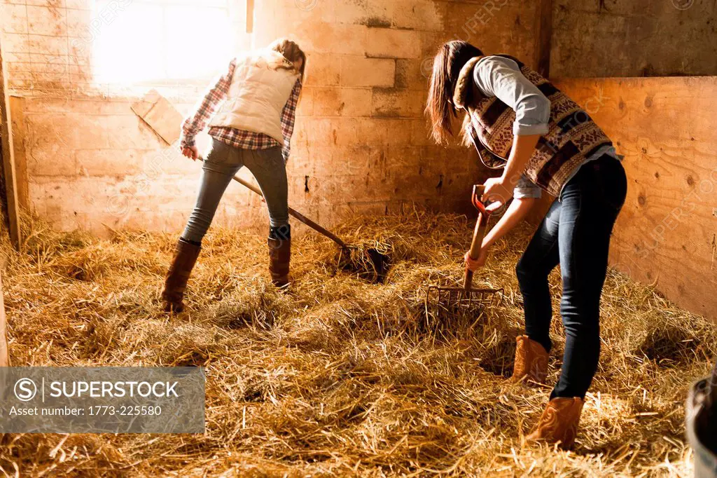 Two young women making straw bed in stable