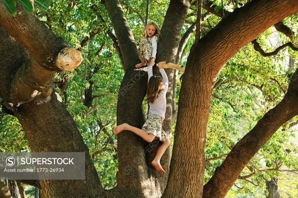 Girls playing in tree