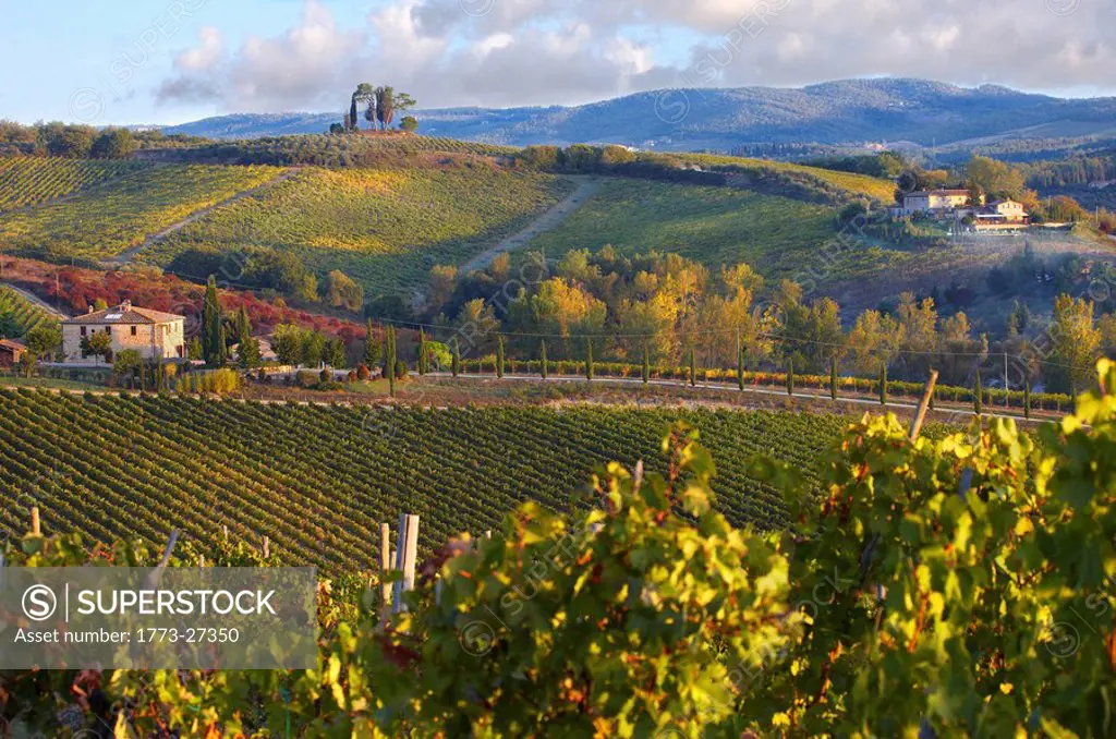Chianti classico vineyards in autumn