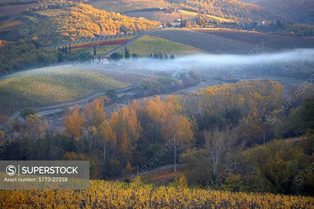 Chianti classico vineyards in autumn