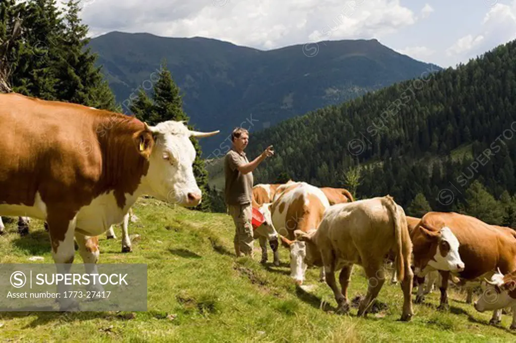 farmer counting cows on mountain pasture