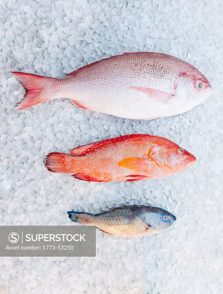 Red snapper, parrot fish, butter fish