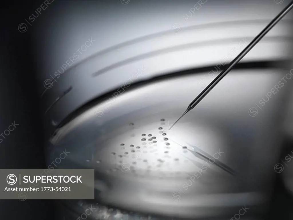 Micro pipette injecting stem cells used in therapeutic cloning for tissue replacement in petri dish