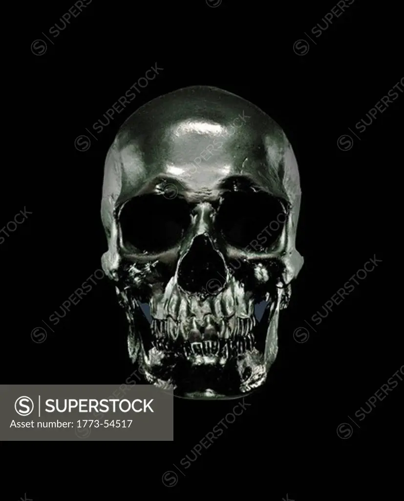 Human Skull, Cranium, Still life