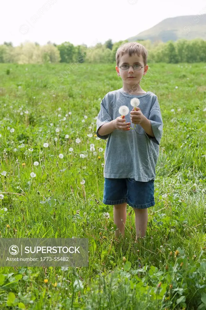 portrait of young boy picking dandelions in field of grass