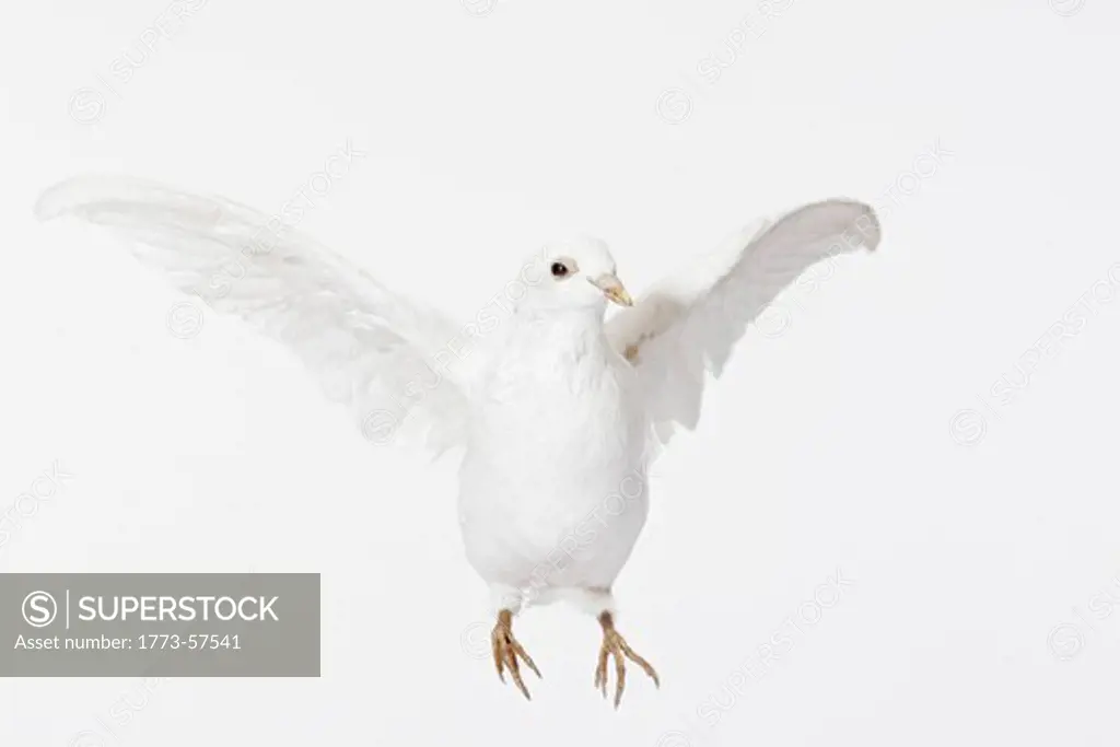 Close up of white dove flying