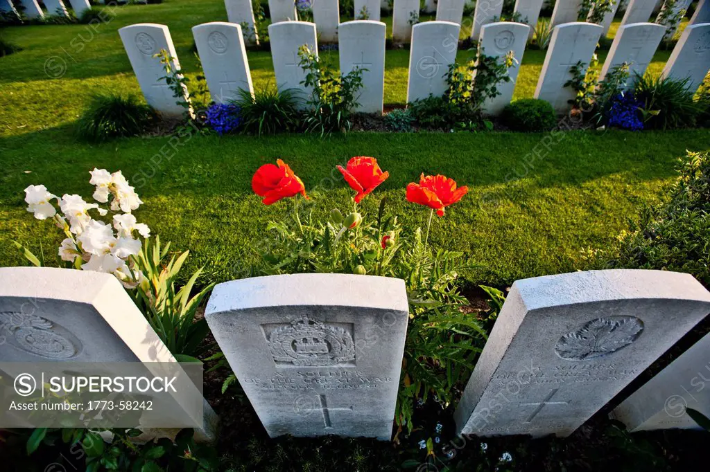 Close up of flowers growing on graves