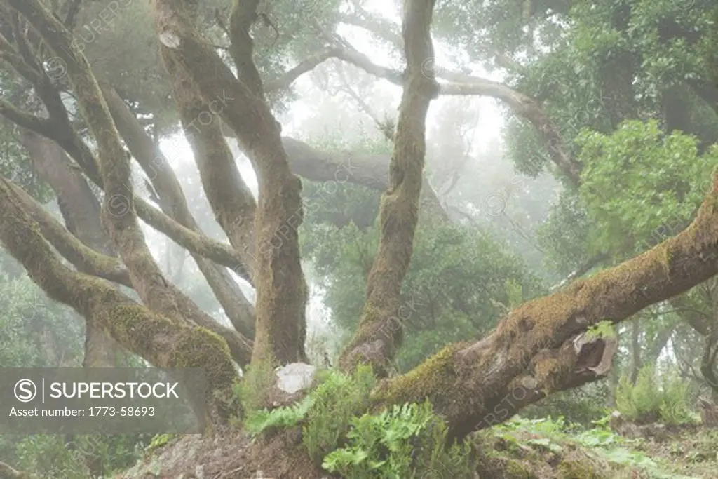 Mossy tree growing in foggy forest