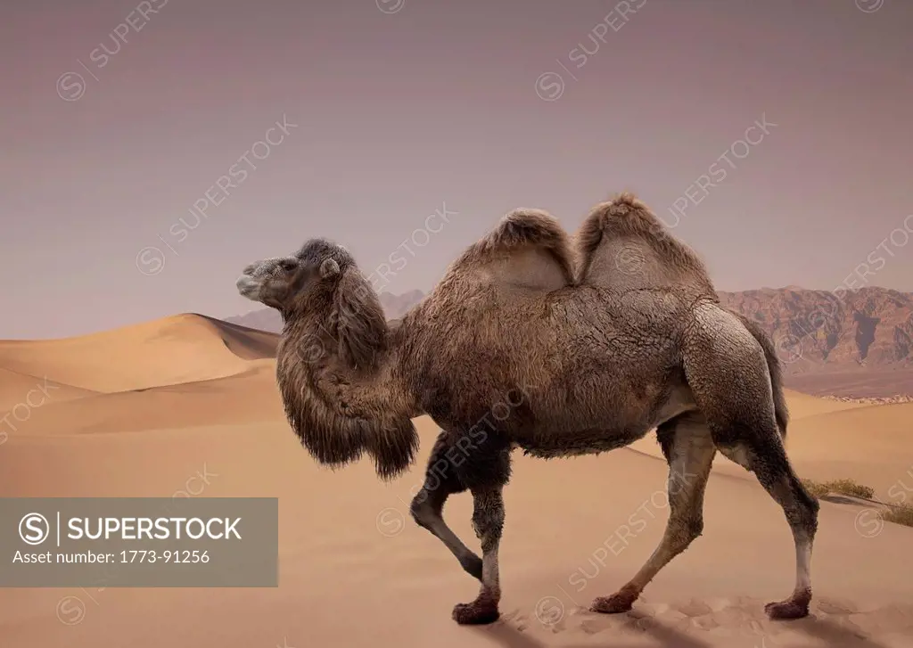 Bactrian camel walking in desert