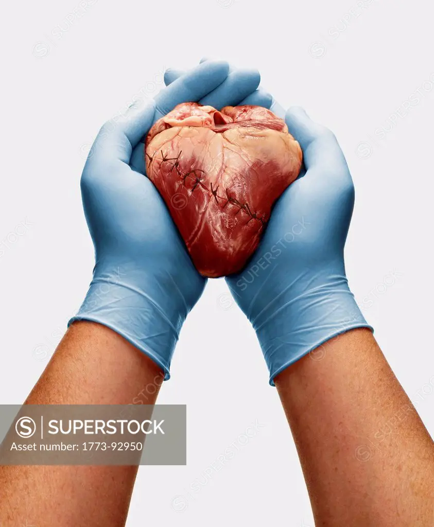 A slashed heart stitched back together is cradled in surgeons hands on light grey back ground