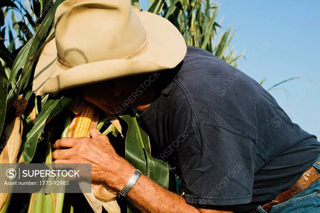 Farmer examining corn crop