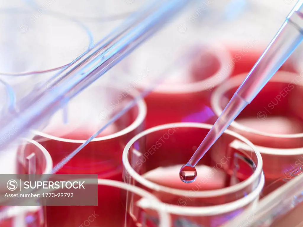 Embryonic stem cell research. Pipetting liquid into pots containing stem cell cultures used to repair or replace diseased tissues or organs. Cell cult...