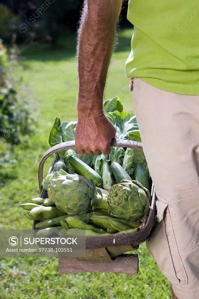 Close up of man holding vegetable basket