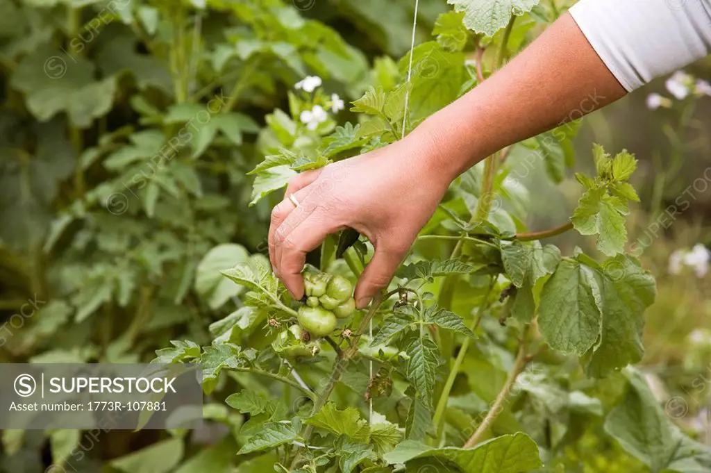 Hand feeling tomato plant in garden