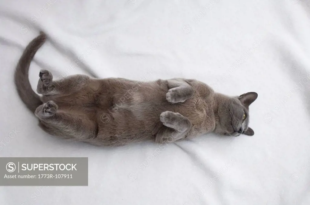 Burmese cat with paw raised