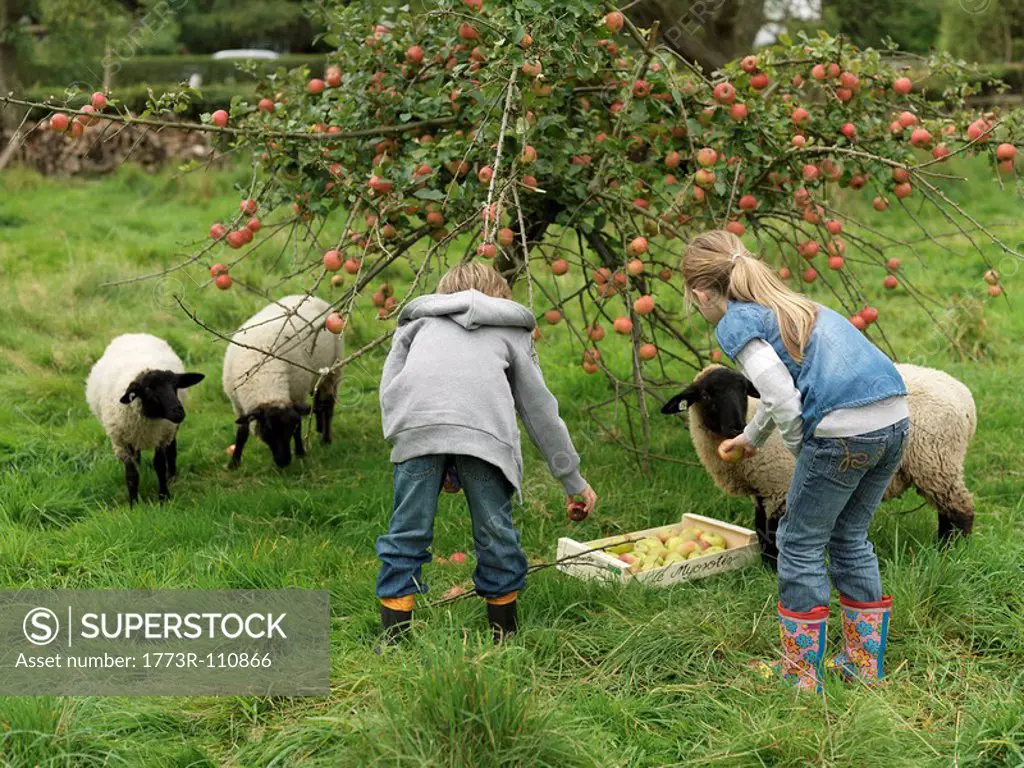Girl and boy picking apples with sheep