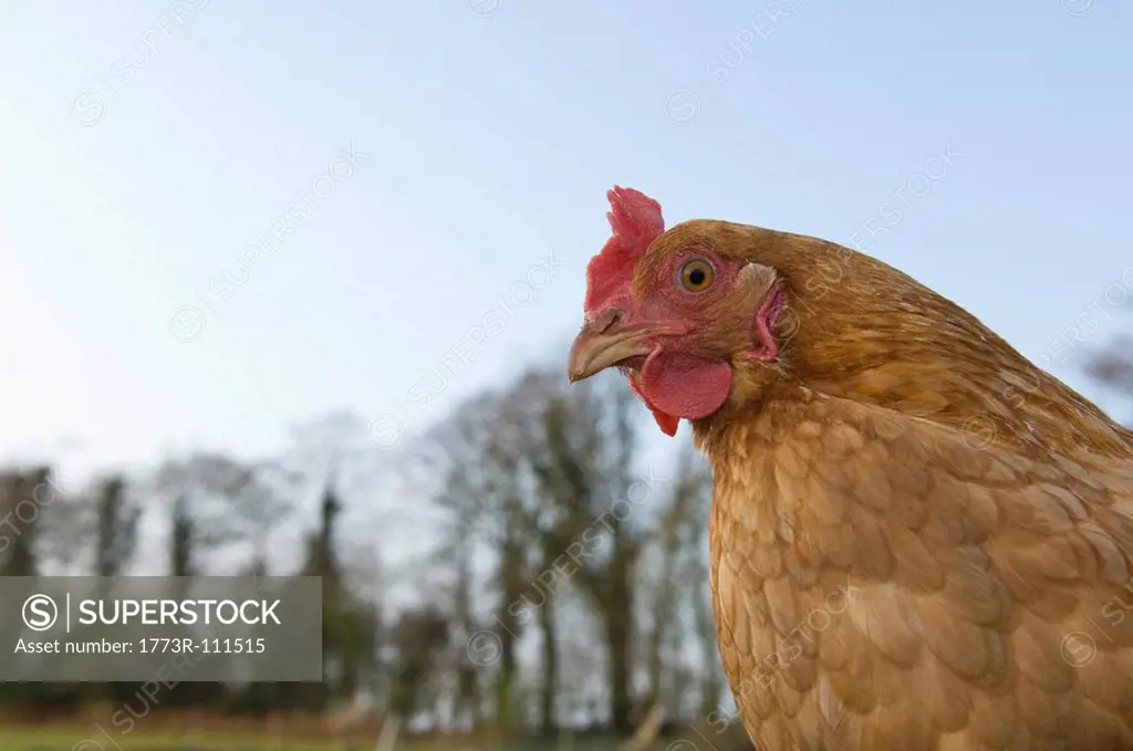 Chicken outside