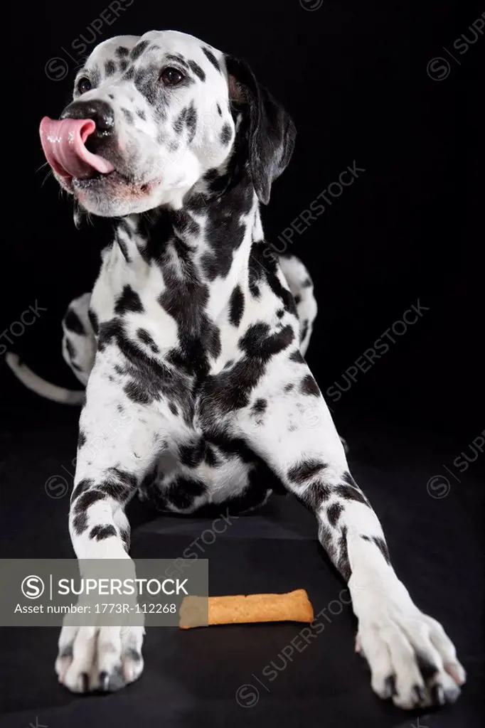 Adult male Dalmatian licking his lips