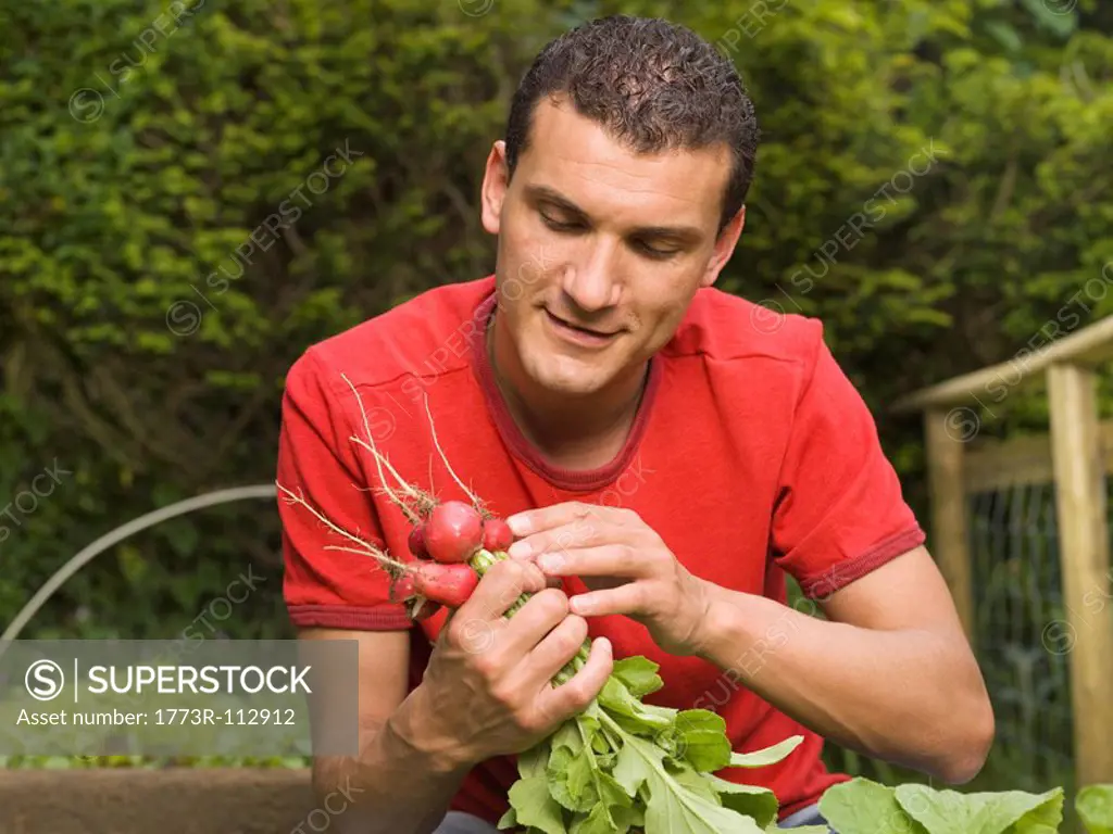 Man in garden collecting vegetables