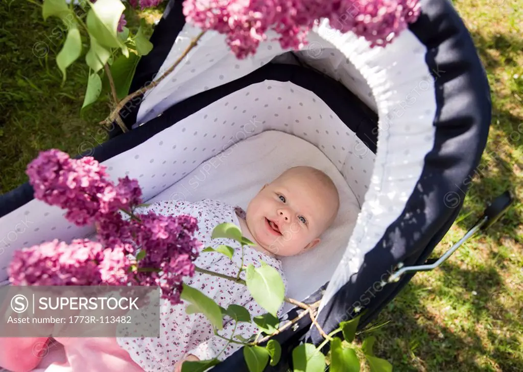 baby in pram with lilac blossom