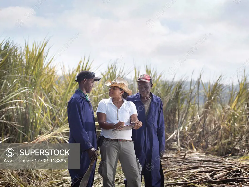 Workers & Supervisor In Sugar Cane Field