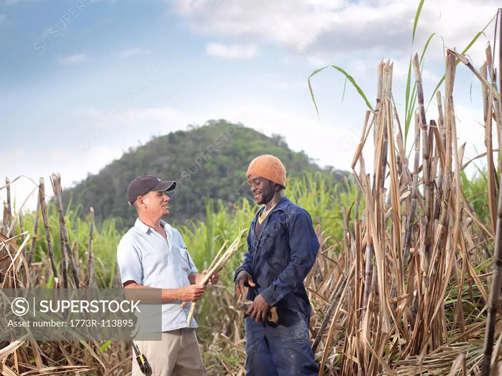 Sugar Cane Workers Discussing Crop