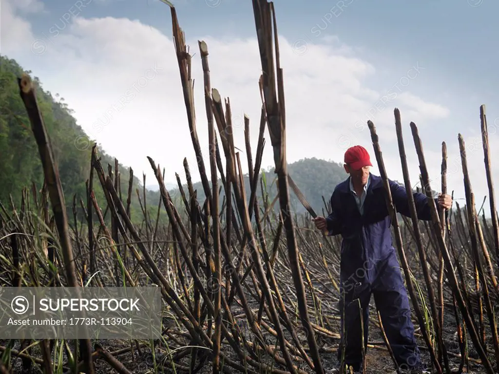 Worker Cutting Burnt Sugar Cane