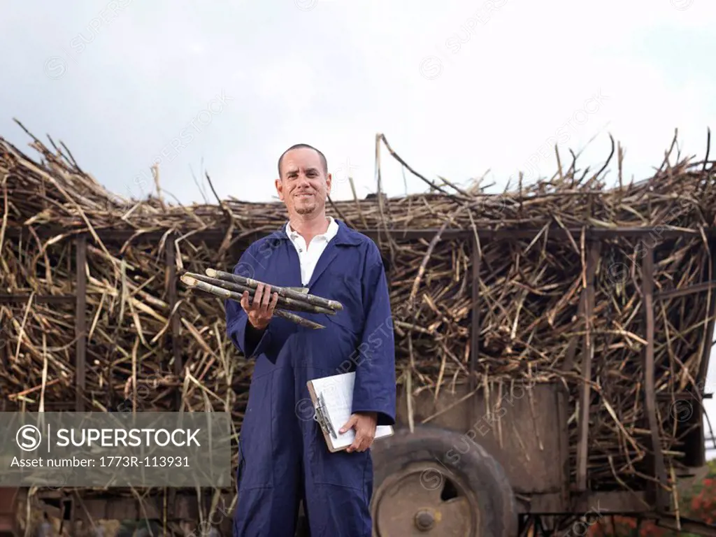 Worker With Harvested Sugar Cane