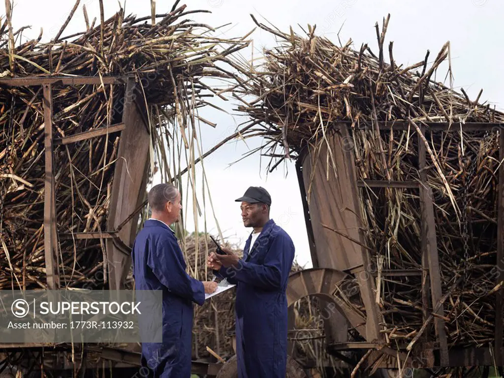 Workers With Harvested Sugar Cane