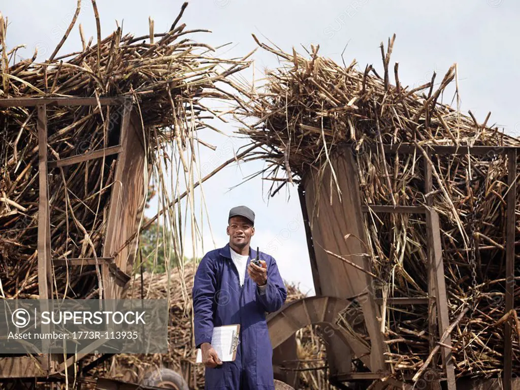 Worker With Harvested Sugar Cane