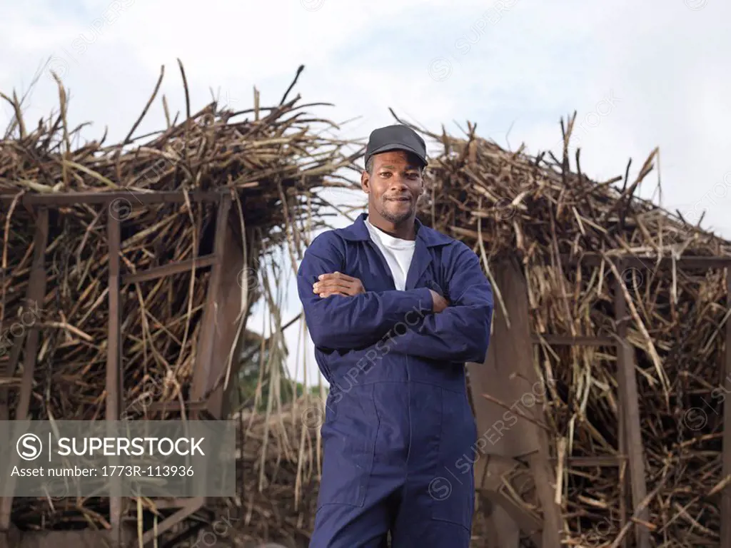 Worker In Front Of Harvested Sugar Cane