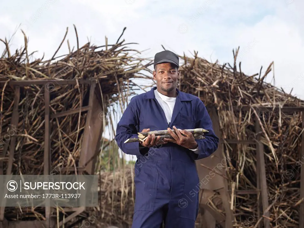 Worker Holding Harvested Sugar Cane