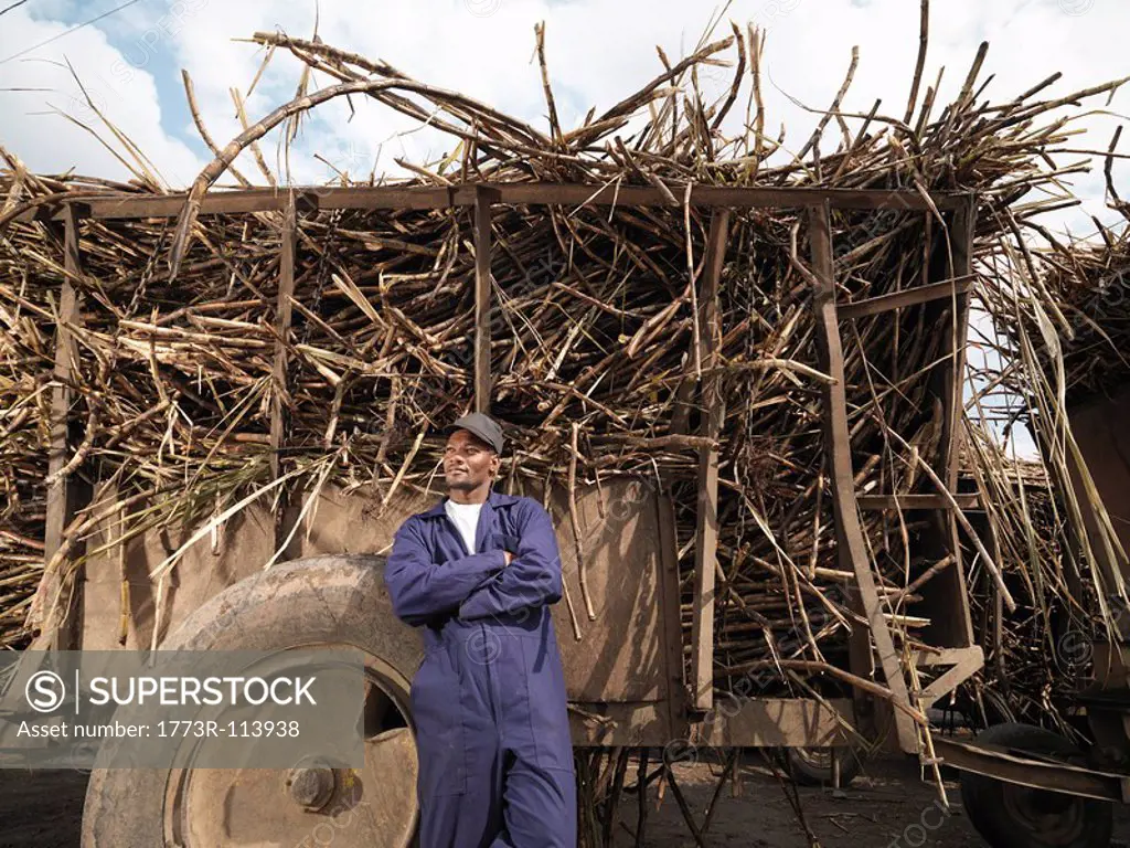 Worker With Truck Of Sugar Cane
